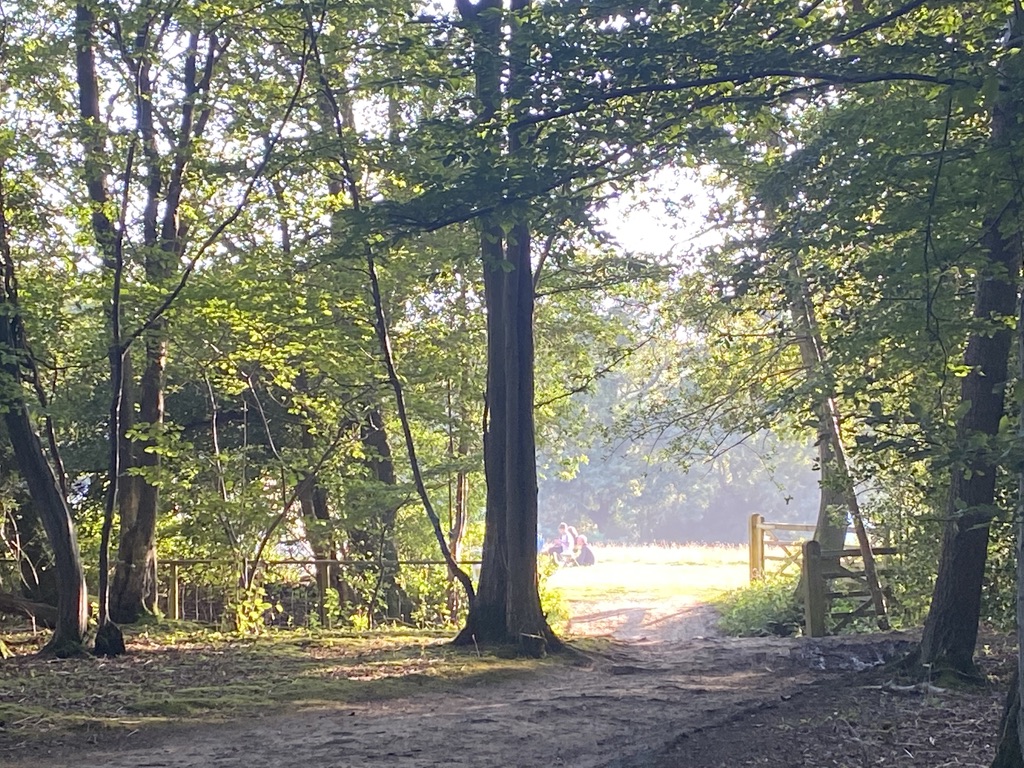 woodland camping in sussex