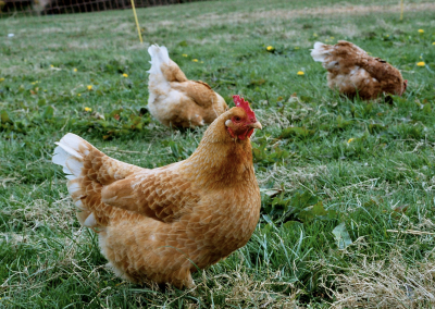 3F9E6619 EBA6 44BC A88F 646E44C224B6