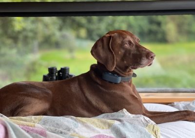Betty in the shepherds hut