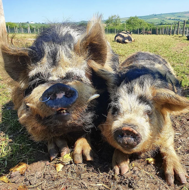 CC600D5F BD89 4073 80FC 3C43D7601C2E