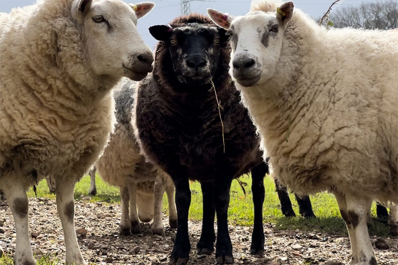 Childrens Open working farm sussex