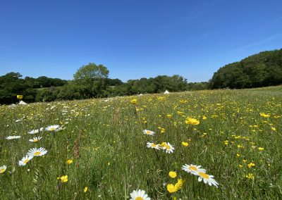 Wild flower meadow