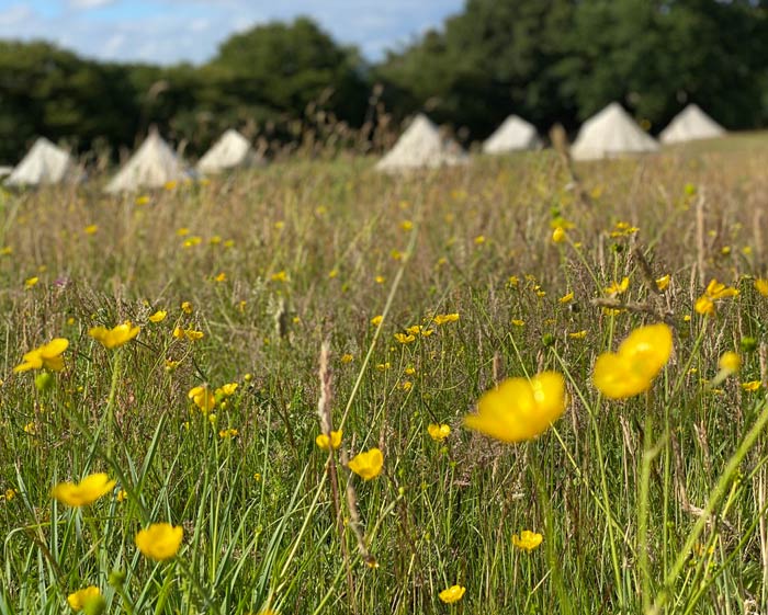 best woods meadow East Sussex campsite