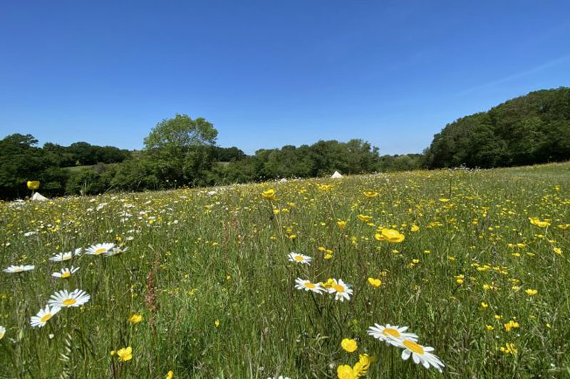 book camping in sussex