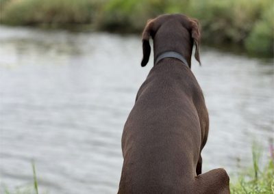 camping with pet dogs allowed