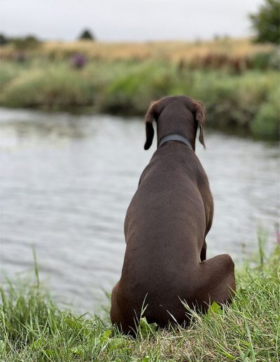 camping with pet dogs allowed