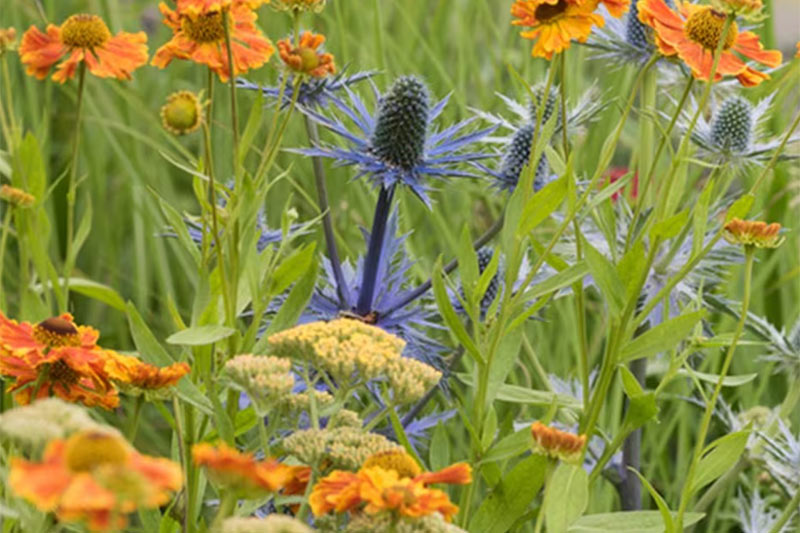 campsite flora in sussex