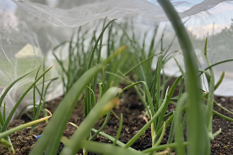 growing food on a sussex farm