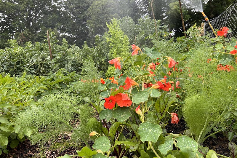 hop and hare farm flora