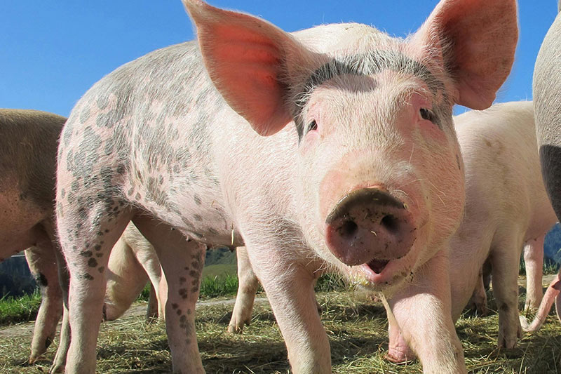 pigs on Open working farm sussex