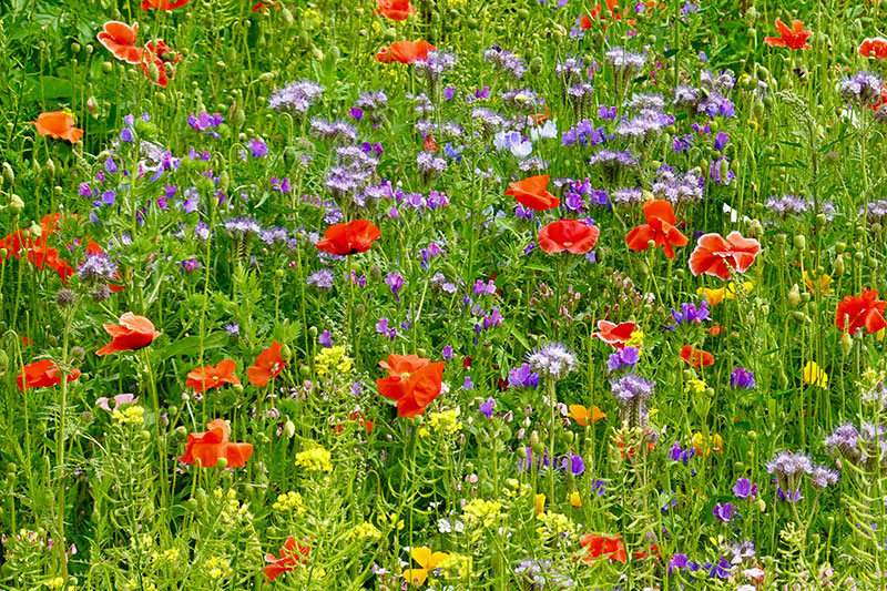 sussex family farm meadow