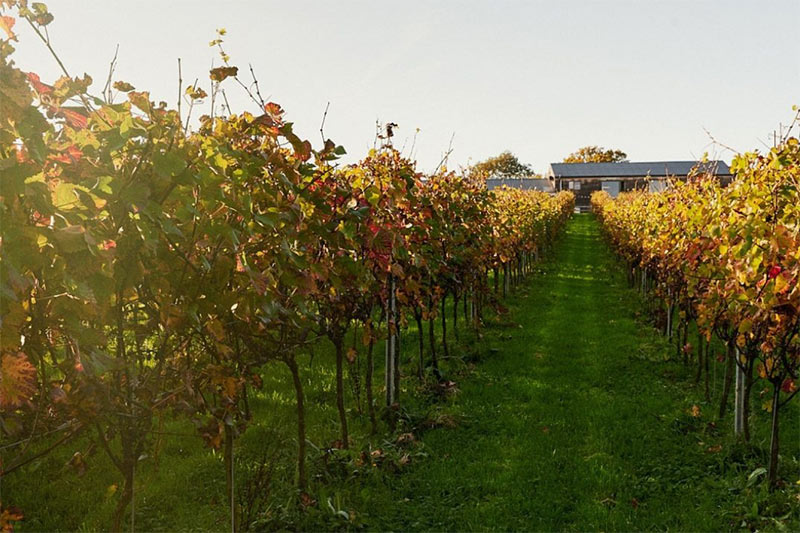 tillingham vinard tours